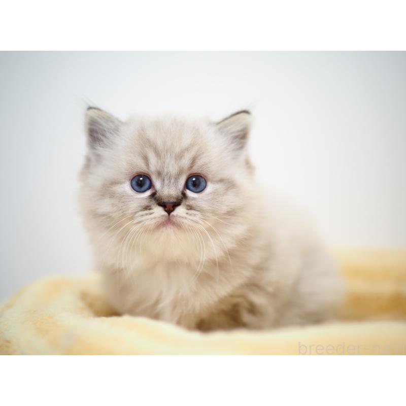 販売中の埼玉県のラグドール-131230の10枚目