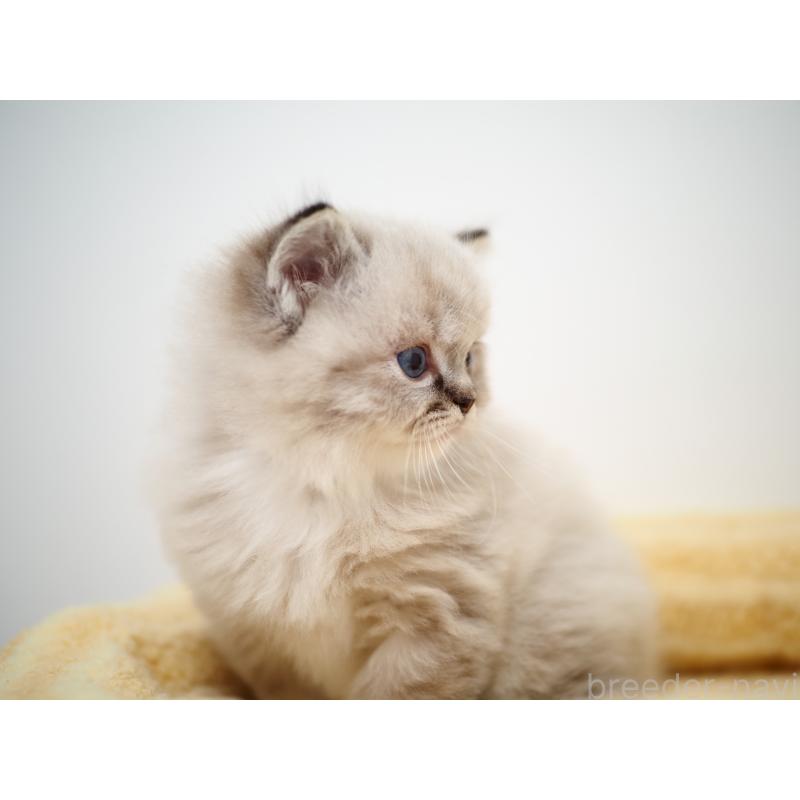 販売中の埼玉県のラグドール-131230の9枚目