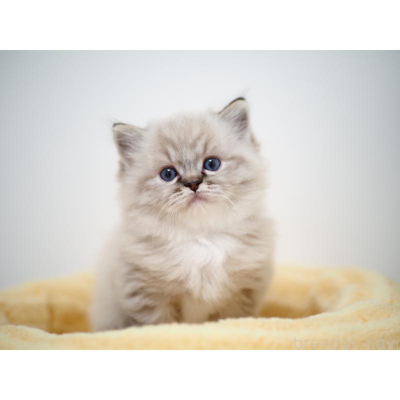 販売中の埼玉県のラグドール-131230の8枚目