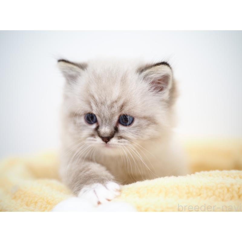 販売中の埼玉県のラグドール-131230の7枚目