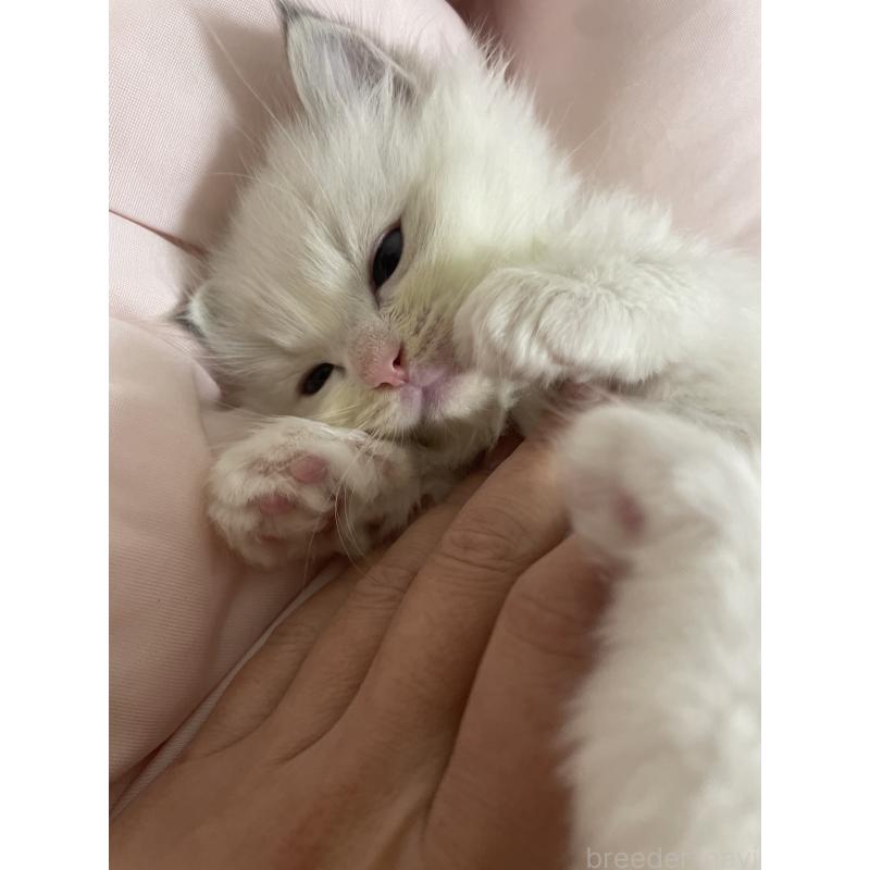 成約済の千葉県のラグドール-131336の5枚目