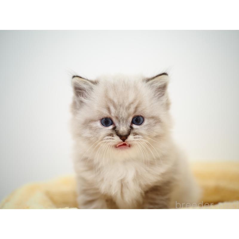 販売中の埼玉県のラグドール-131230の6枚目