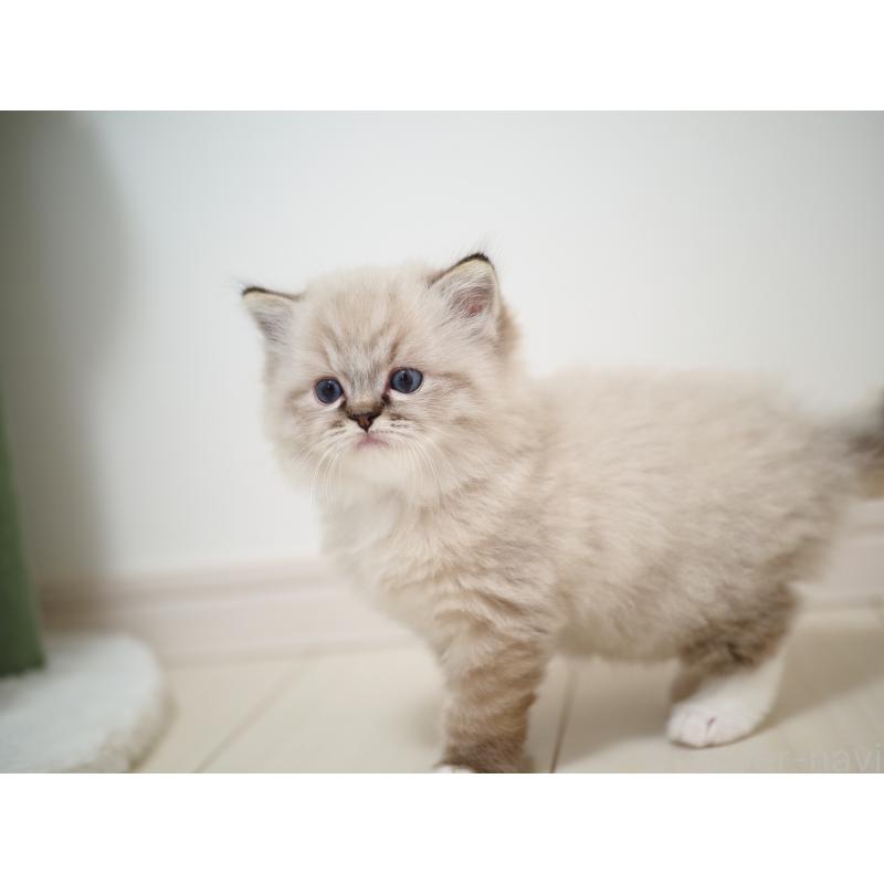 販売中の埼玉県のラグドール-131230の5枚目