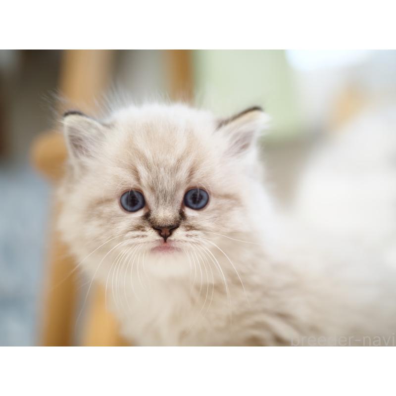 販売中の埼玉県のラグドール-131230の4枚目