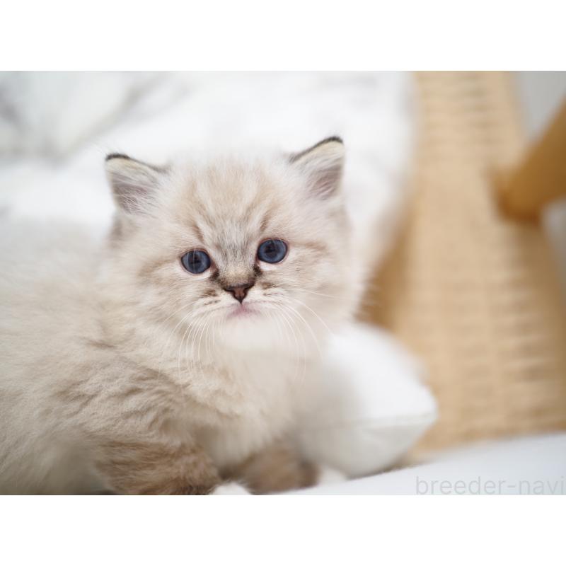 販売中の埼玉県のラグドール-131230の3枚目