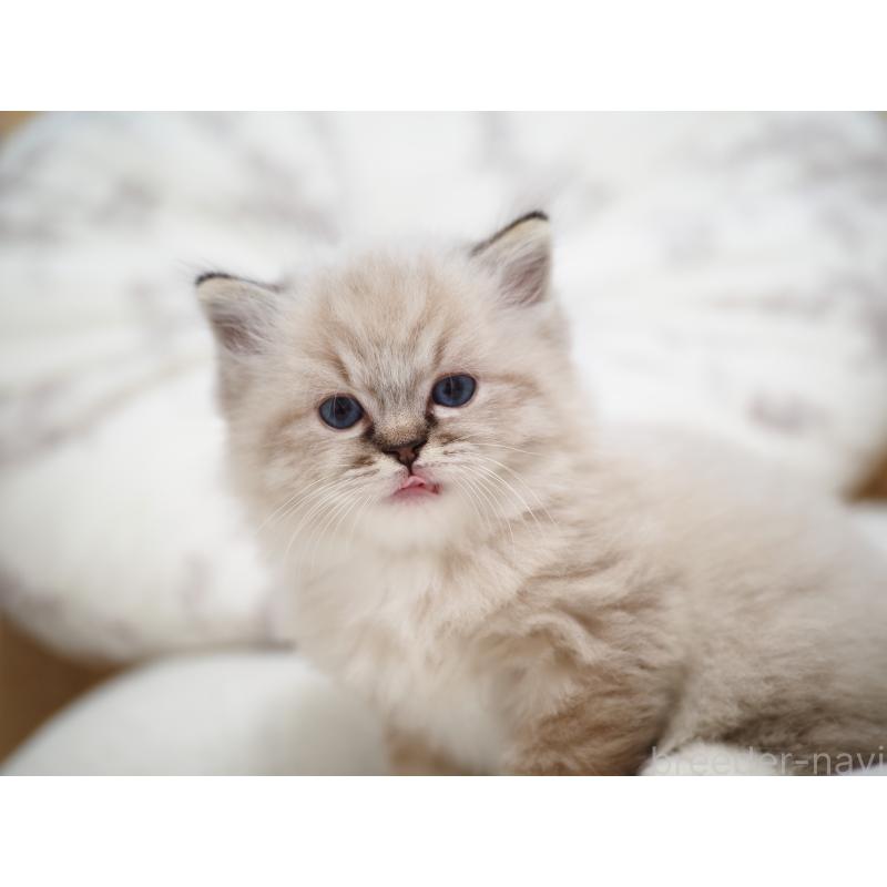 販売中の埼玉県のラグドール-131230の2枚目