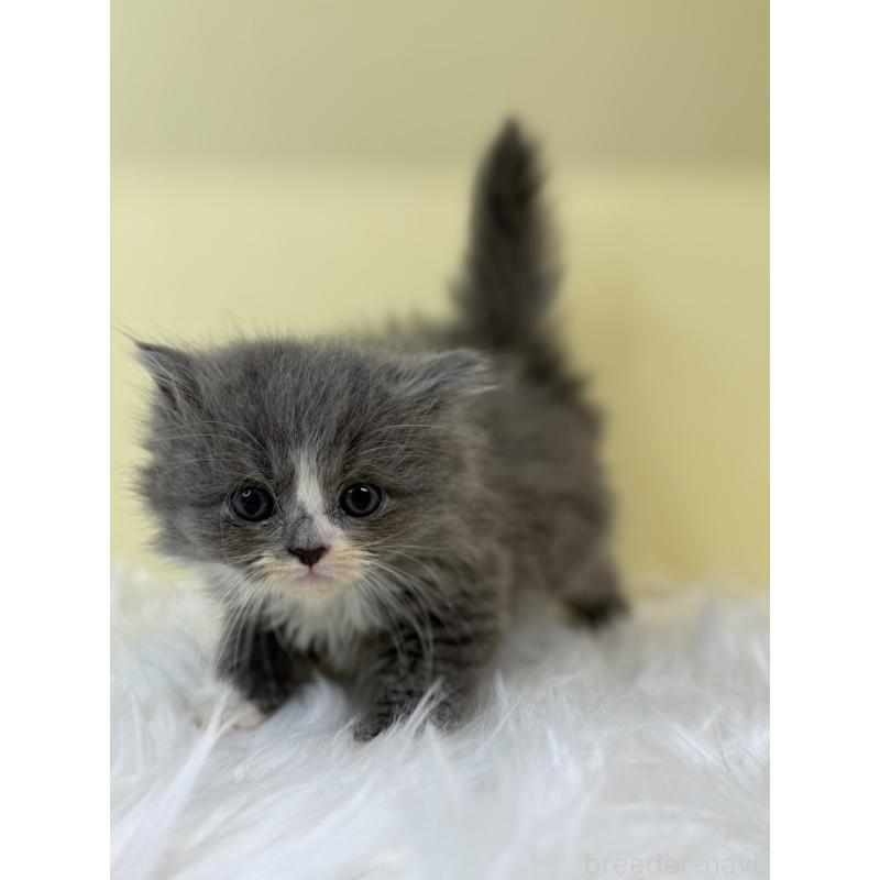 販売中の埼玉県のラガマフィン-131540の4枚目