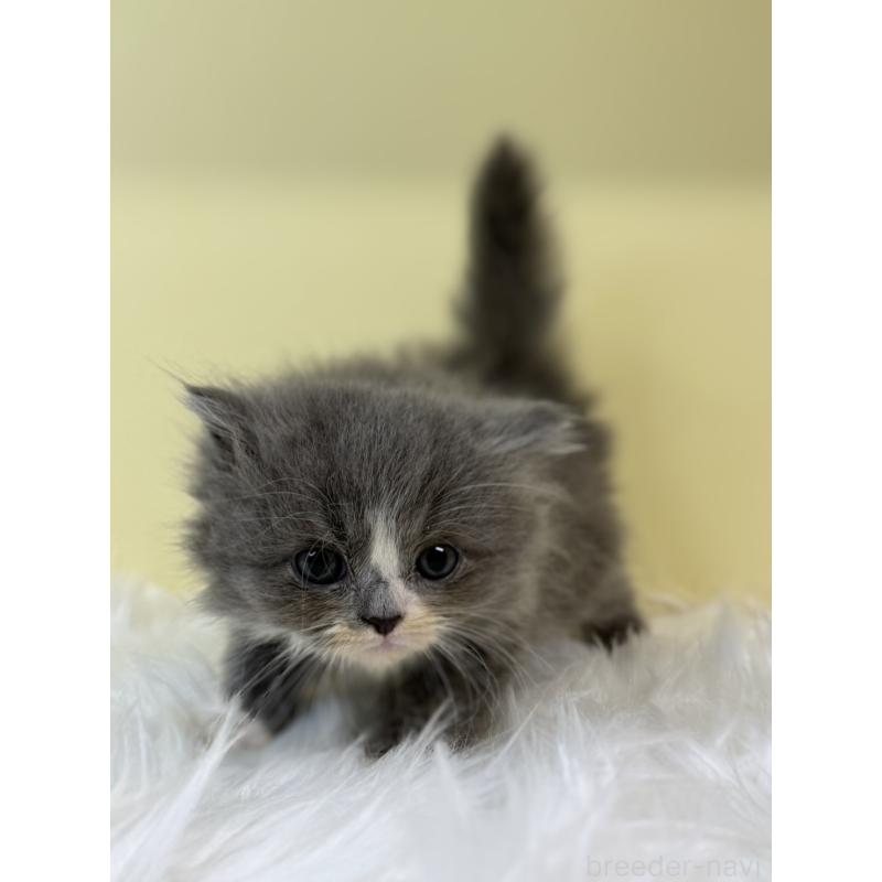 販売中の埼玉県のラガマフィン-131540の3枚目