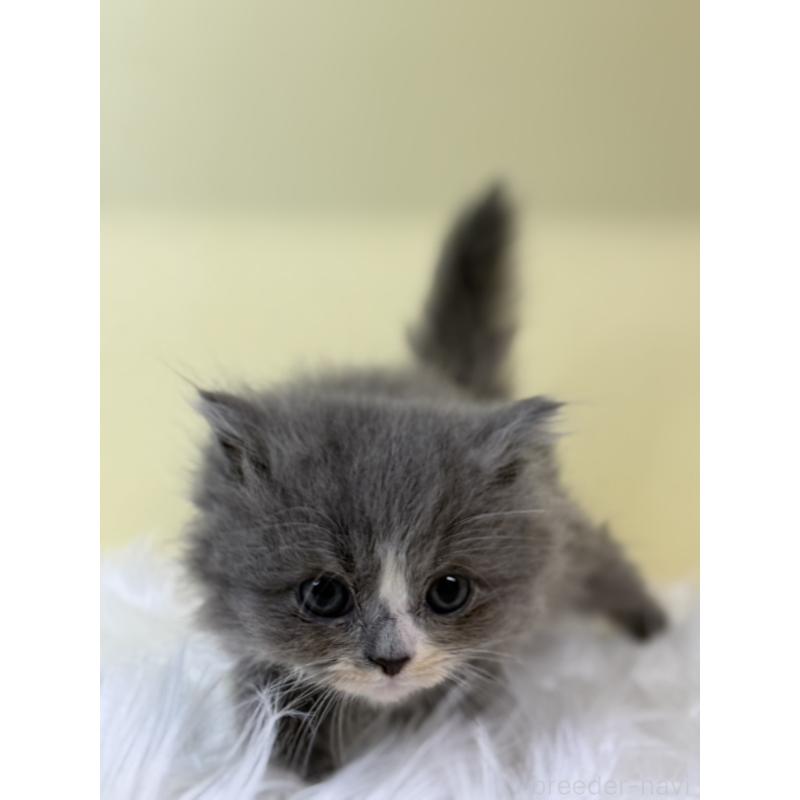 販売中の埼玉県のラガマフィン-131540の2枚目