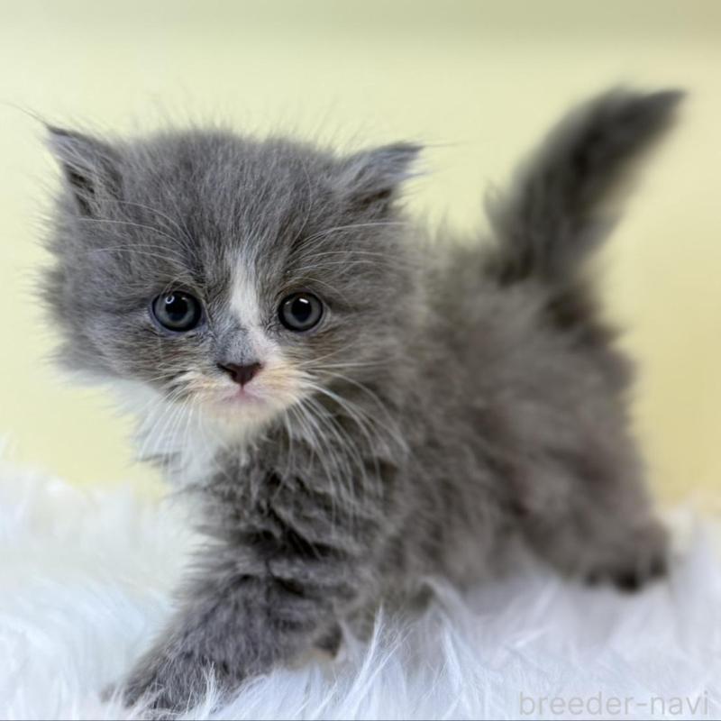 販売中の埼玉県のラガマフィン-131540の1枚目