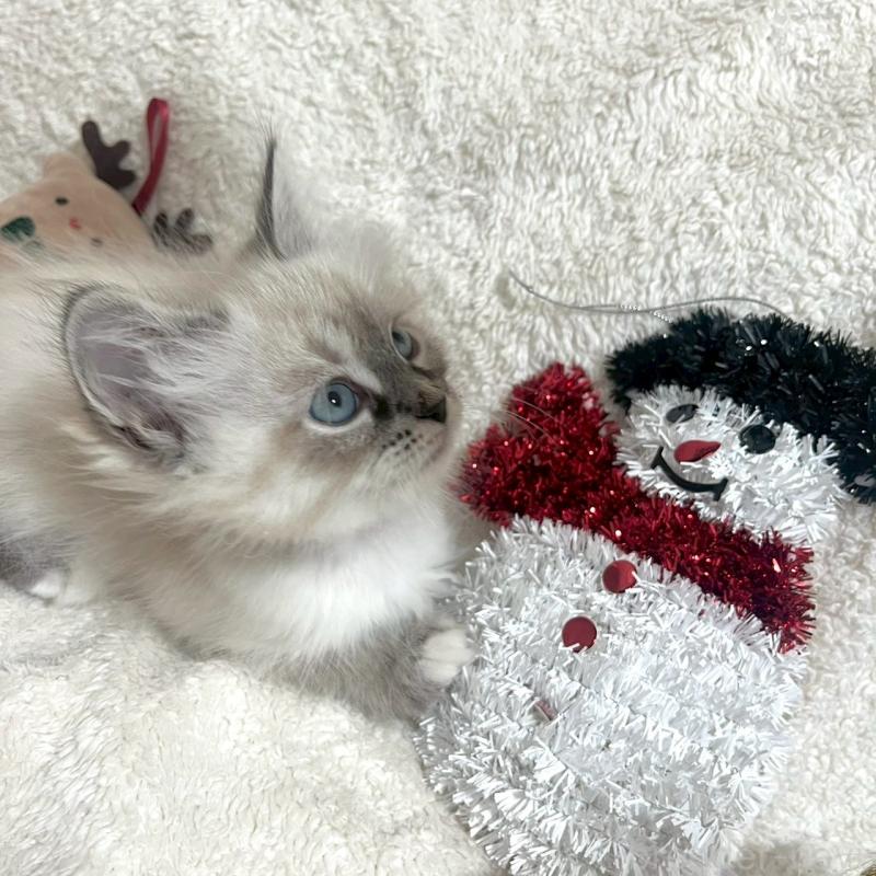 販売中の東京都のサイベリアン-130975の2枚目