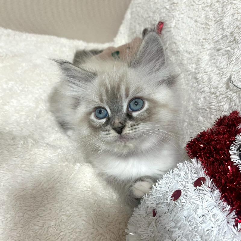 販売中の東京都のサイベリアン-130975