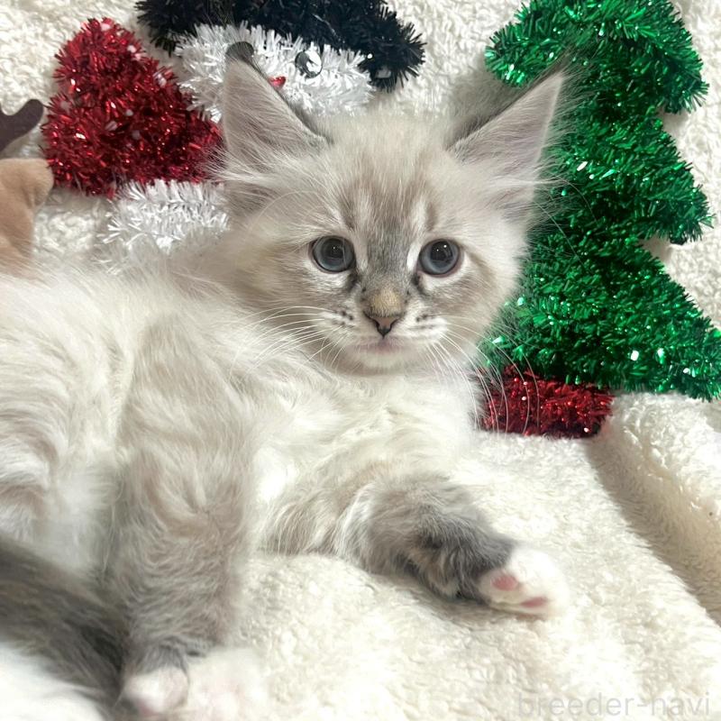 販売中の東京都のサイベリアン-130972