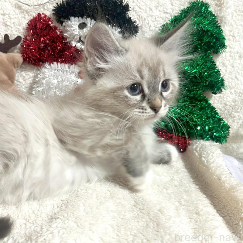 販売中の東京都のサイベリアン-130972の3枚目