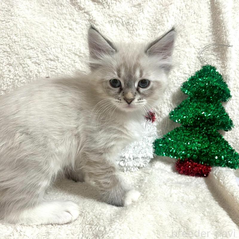 販売中の東京都のサイベリアン-130972の2枚目