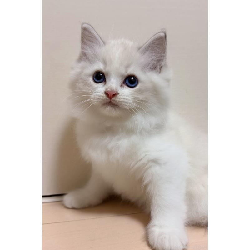 販売中の神奈川県のラグドール-131409