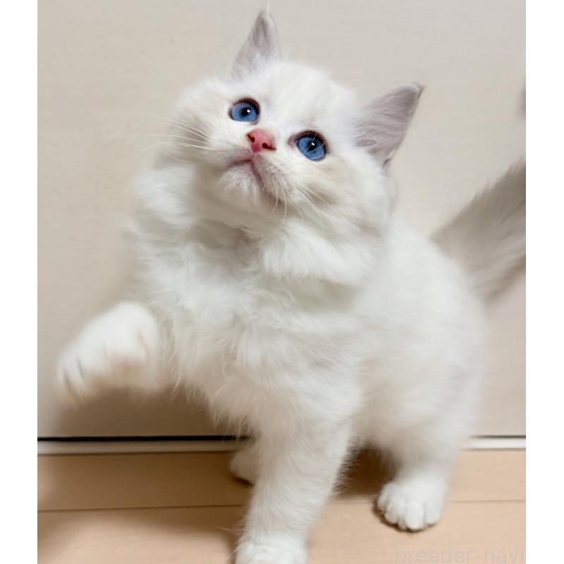 販売中の神奈川県のラグドール-131411