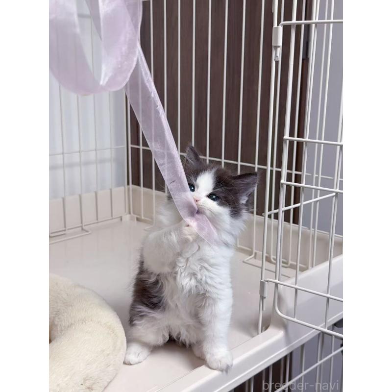 販売中の京都府のスコティッシュストレート-131710の6枚目