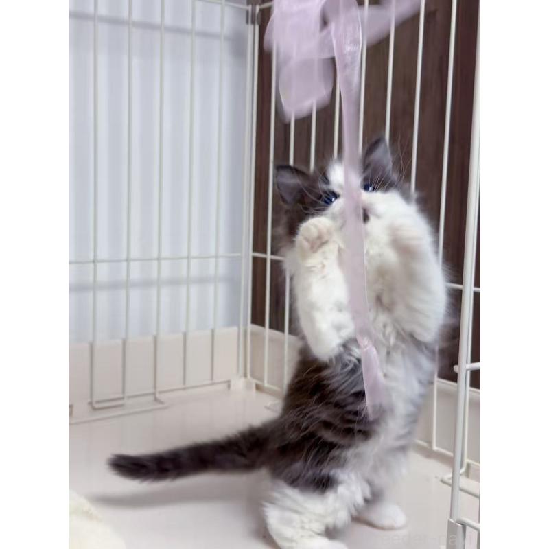 販売中の京都府のスコティッシュストレート-131710の5枚目