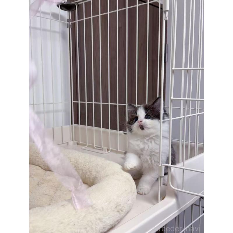 販売中の京都府のスコティッシュストレート-131710の4枚目