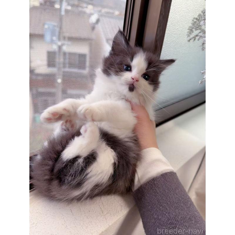 販売中の京都府のスコティッシュストレート-131710の3枚目