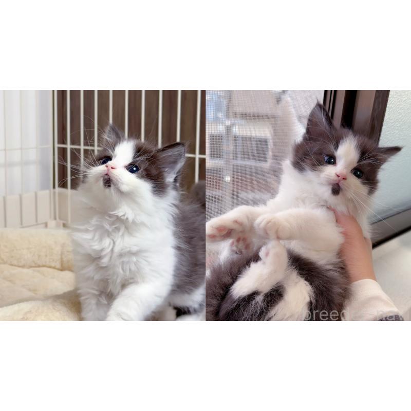 販売中の京都府のスコティッシュストレート-131710の2枚目