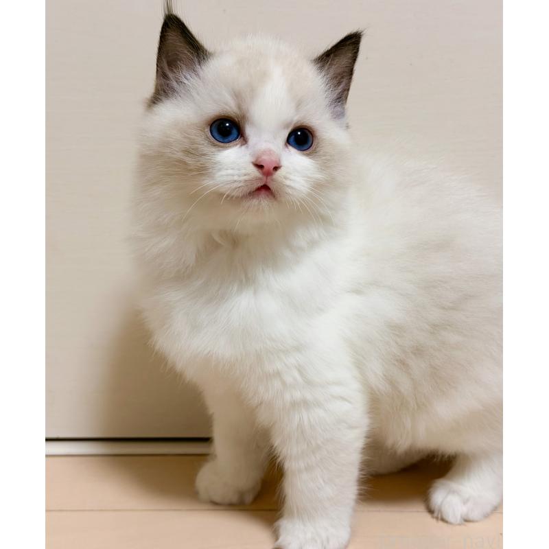 販売中の神奈川県のラグドール-131711の4枚目