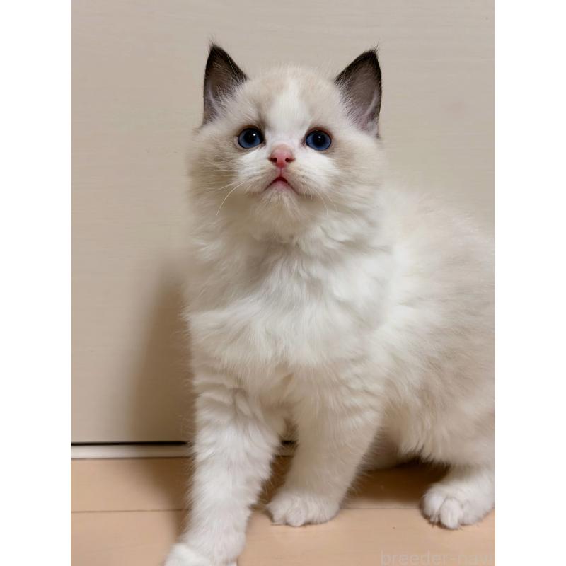 販売中の神奈川県のラグドール-131711の3枚目