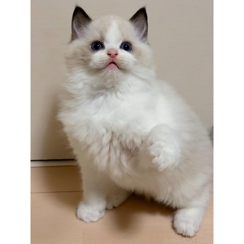 販売中の神奈川県のラグドール-131711の1枚目