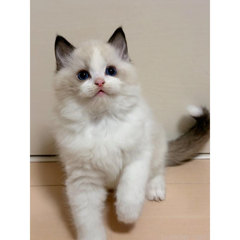 販売中の神奈川県のラグドール-131711の2枚目