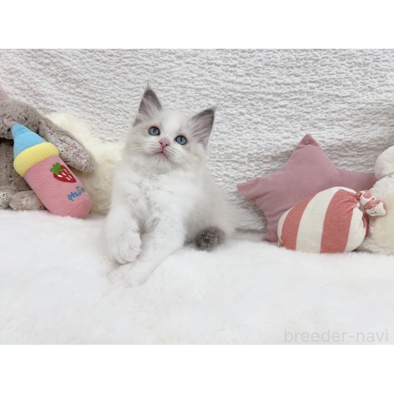 販売中の大阪府のラグドール-131712の6枚目