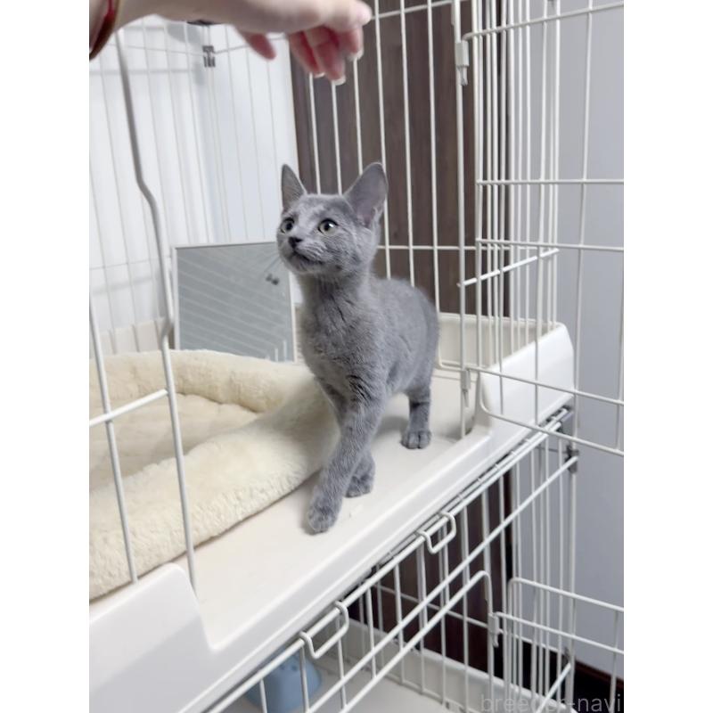 販売中の京都府のロシアンブルー-131713の8枚目