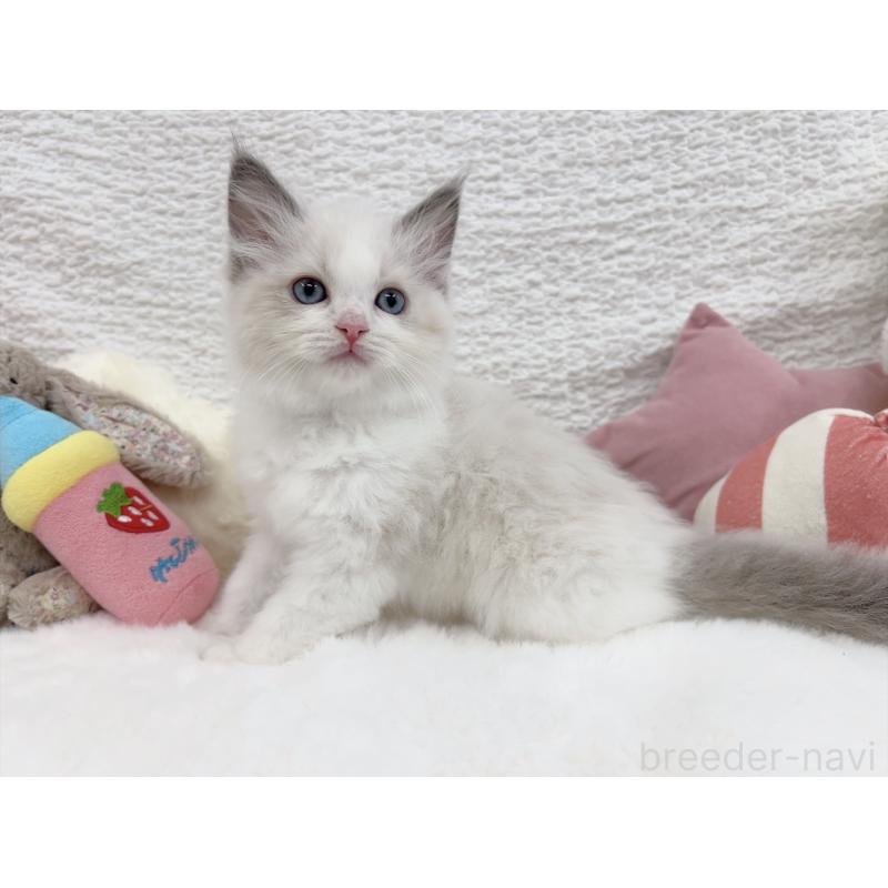 販売中の大阪府のラグドール-131712の5枚目