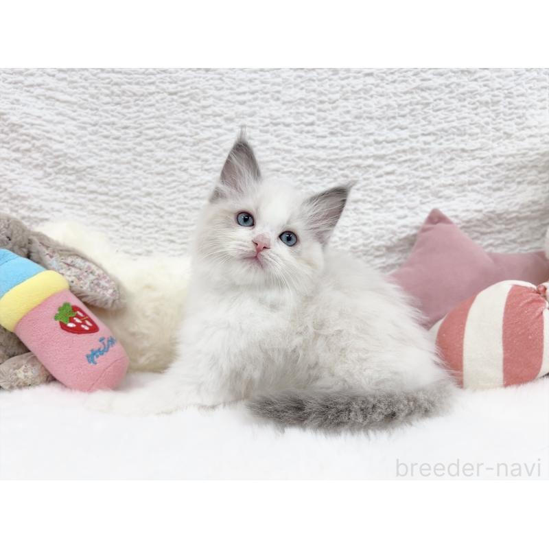 販売中の大阪府のラグドール-131712の4枚目