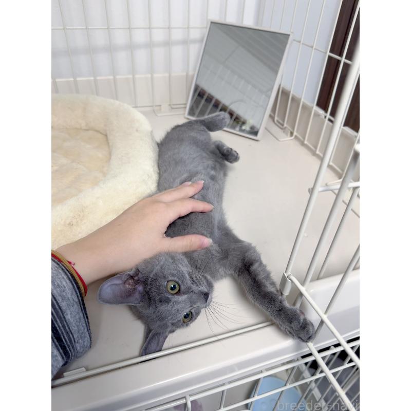 販売中の京都府のロシアンブルー-131713の7枚目