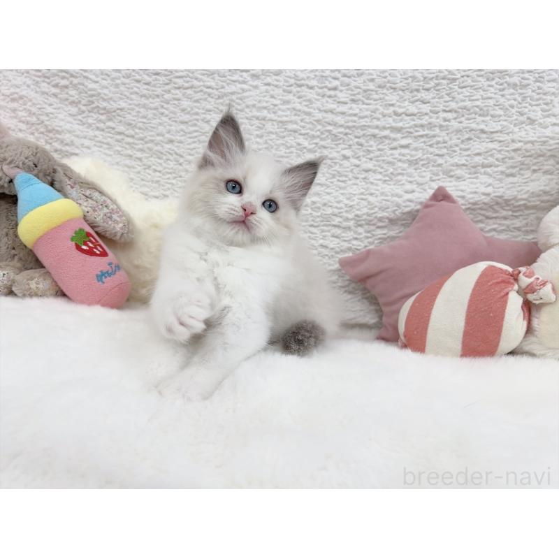 販売中の大阪府のラグドール-131712の3枚目