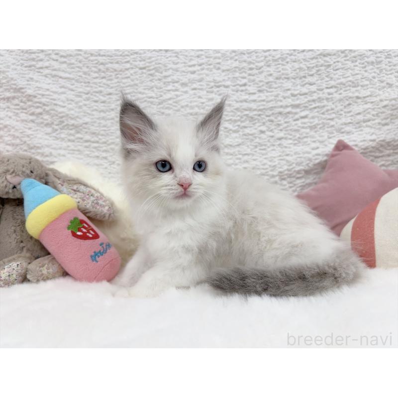 販売中の大阪府のラグドール-131712の2枚目