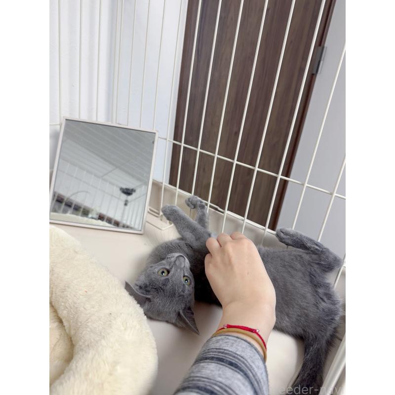 販売中の京都府のロシアンブルー-131713の6枚目