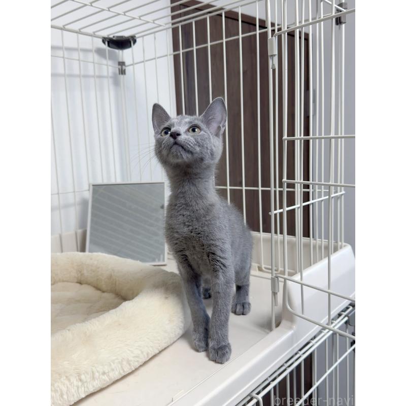 販売中の京都府のロシアンブルー-131713の4枚目