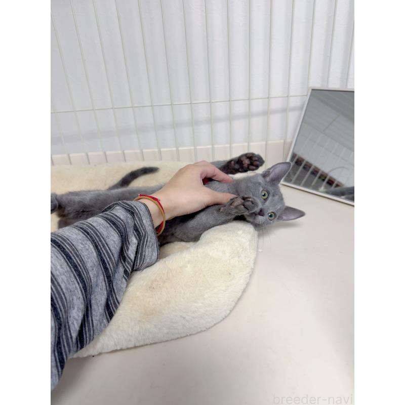 販売中の京都府のロシアンブルー-131713の2枚目