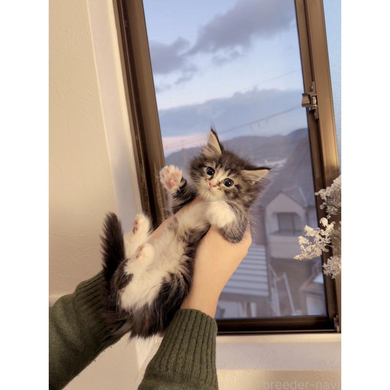 販売中の京都府のメインクーン-131714の6枚目