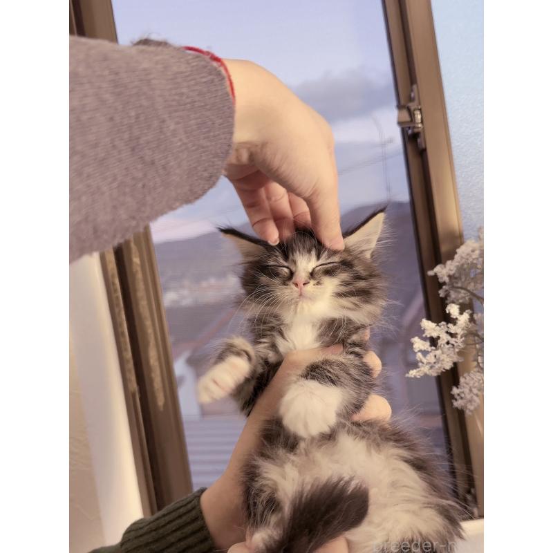 販売中の京都府のメインクーン-131714の5枚目