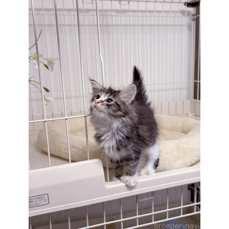 販売中の京都府のメインクーン-131714の4枚目