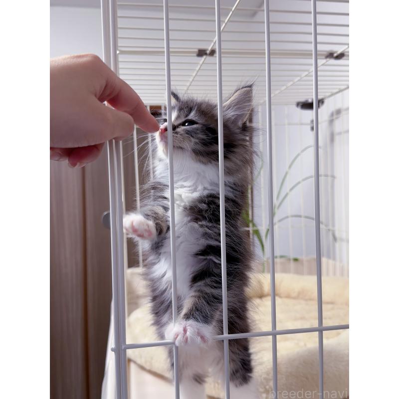 販売中の京都府のメインクーン-131714の3枚目