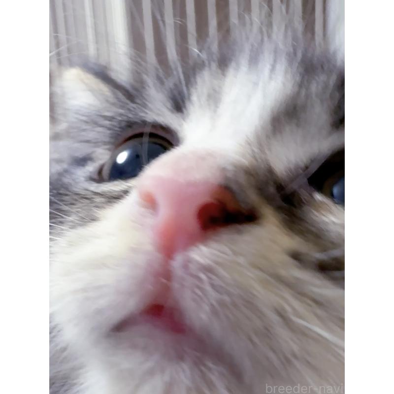 販売中の京都府のメインクーン-131714の2枚目