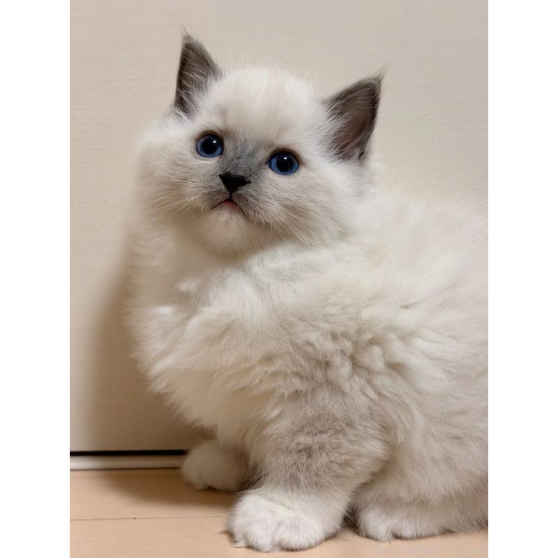 販売中の神奈川県のラグドール-131716の4枚目