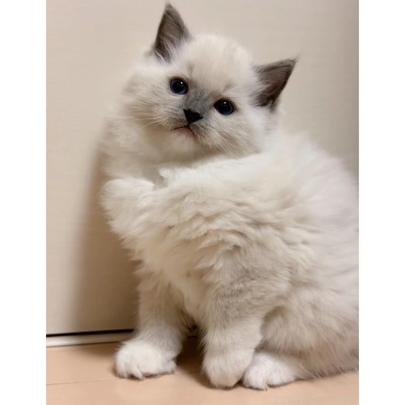 販売中の神奈川県のラグドール-131716の3枚目