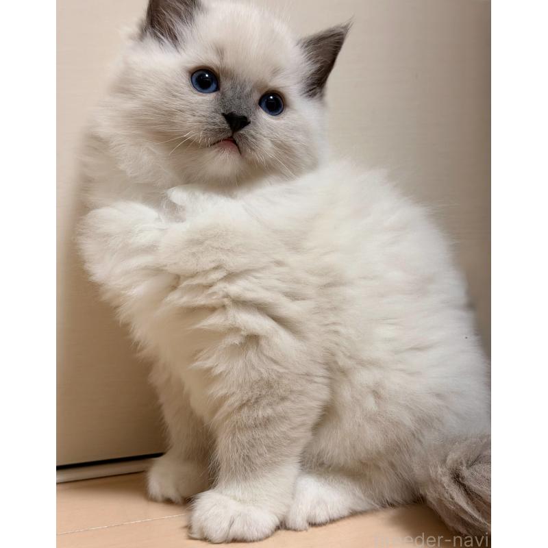 販売中の神奈川県のラグドール-131716の2枚目