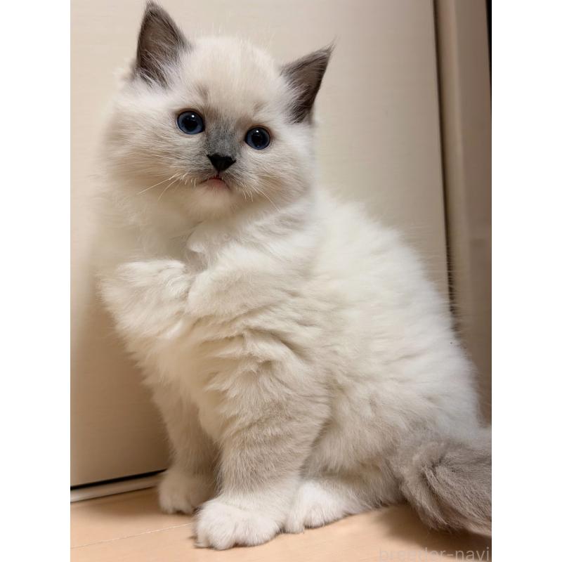 販売中の神奈川県のラグドール-131716