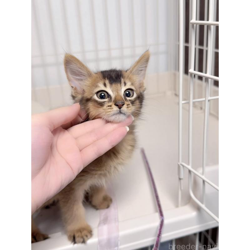 販売中の京都府のソマリ-131717の5枚目